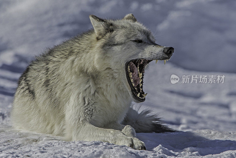 灰狼或灰狼(Canis lupus)是一种原产于北美荒野和偏远地区的犬科动物。